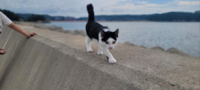고양이가 호미곶에서 요트를 타고 가다